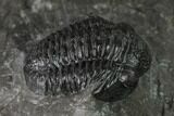 Detailed Gerastos Trilobite Fossil - Morocco #152807-3